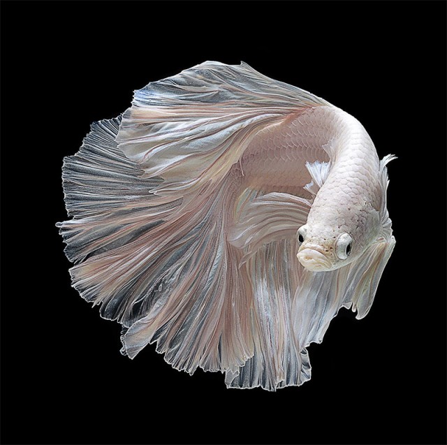 Stunning-Portraits-of-Fish-7-640x637.jpg