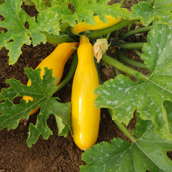 courgette-gold-rush.jpg