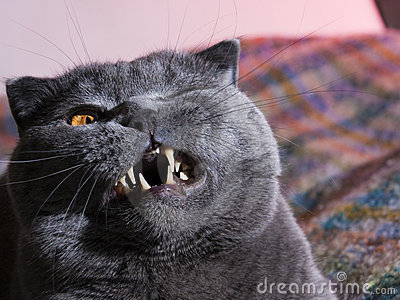 gros-chat-thumb12831706.jpg